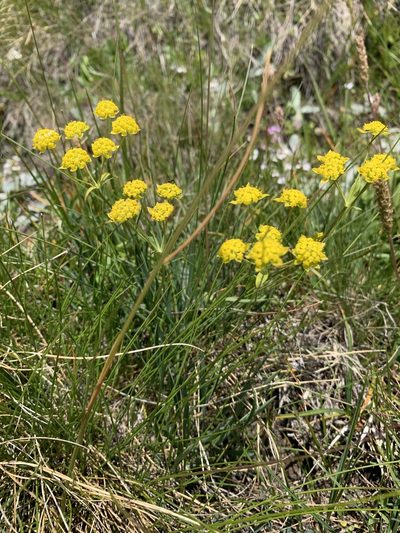 Bupleurum ranunculoides, photographed by pavlaki1968