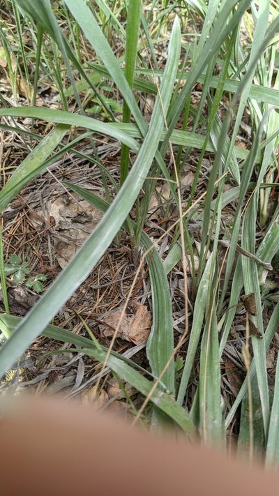 Pityopsis graminifolia, photographed by Erin Lalime