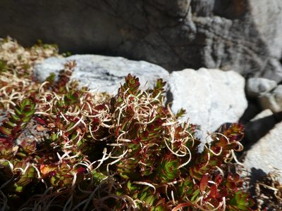 Epilobium rubromarginatum, photographed by Mark Anderson