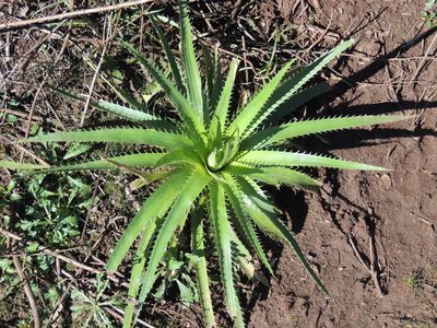 Eryngium horridum, photographed by William G. Borges