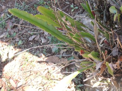 Epiphyllum phyllanthus, photographed by William G. Borges