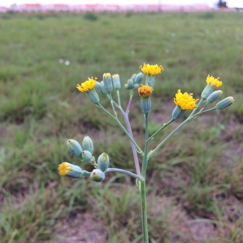 Senecio rhomboideus, photographed by Andrew Gillespie