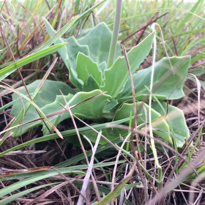 Senecio rhomboideus, photographed by Andrew Gillespie