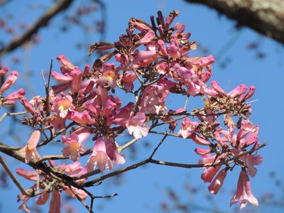 Handroanthus heptaphyllus, photographed by William G. Borges