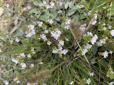 Euphrasia alpina, photographed by pavlaki1968
