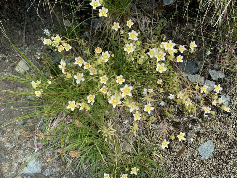 Saxifraga aspera, photographed by pavlaki1968