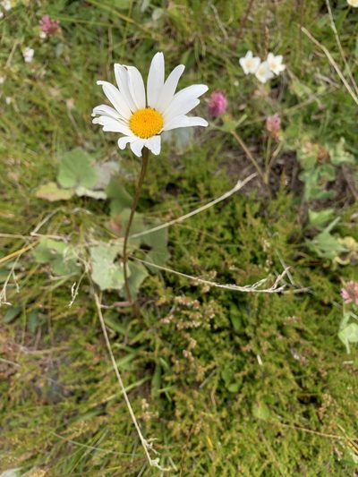 Leucanthemum adustum, photographed by pavlaki1968