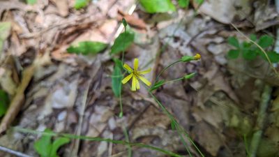 Hieracium paniculatum, photographed by Erin Lalime