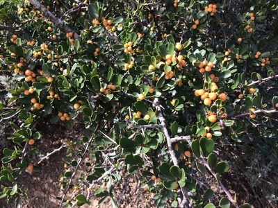 Gymnosporia capitata, photographed by Andrew Gillespie