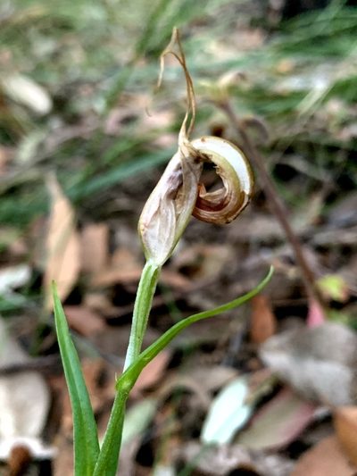 Pterostylis grandiflora, photographed by Lukas Clews