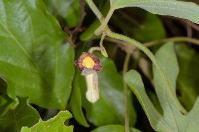 Aristolochia shimadae, photographed by Cheng-Tao Lin