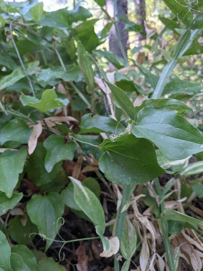 Smilax californica, photographed by Nora Bales