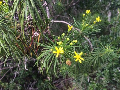 Euryops brevipapposus, photographed by Andrew Gillespie