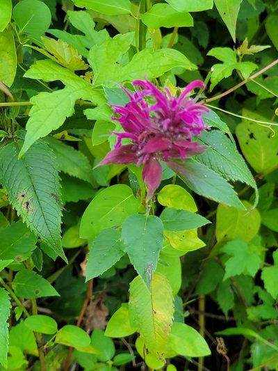 Monarda media, photographed by Navin Sasikumar
