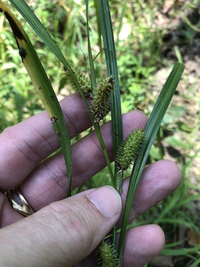 Carex aureolensis, photographed by Sam Kieschnick