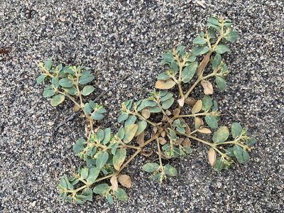 Euphorbia ocellata, photographed by mark-groeneveld