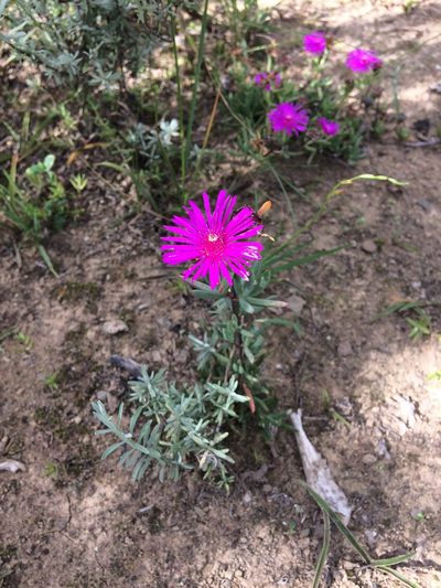 Lampranthus spectabilis, photographed by Andrew Gillespie