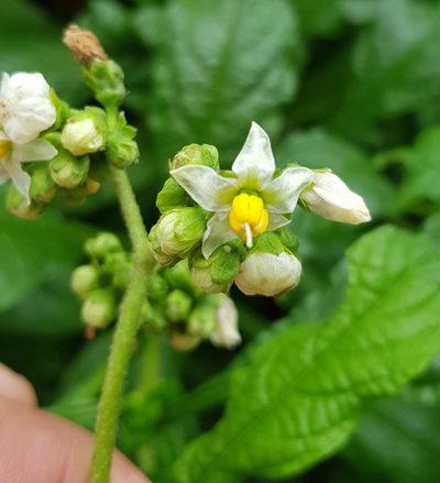 Solanum umbellatum, photographed by Eugenio Padilla