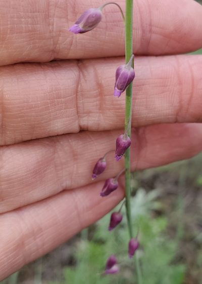 Pennellia longifolia, photographed by Laura Gaudette