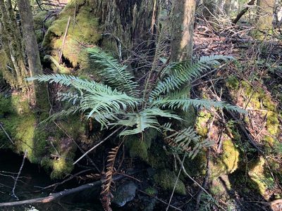 Lomariocycas magellanica, photographed by nitsuga74