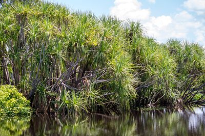 Pandanus aquaticus, photographed by Andrew Allen