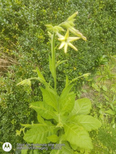 Nicotiana alata, photographed by Nigel Bentley