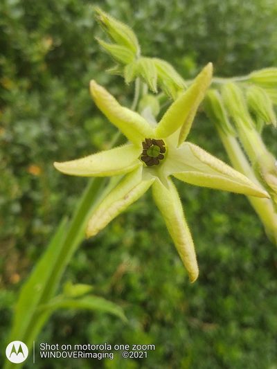 Nicotiana alata, photographed by Nigel Bentley