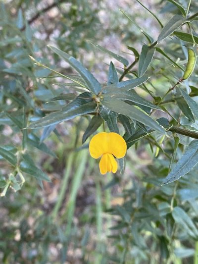 Podolobium aciculiferum, photographed by Greg Tasney
