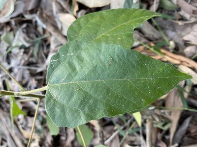 Mallotus discolor, photographed by Greg Tasney