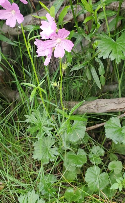 Sidalcea neomexicana, photographed by Laura Gaudette