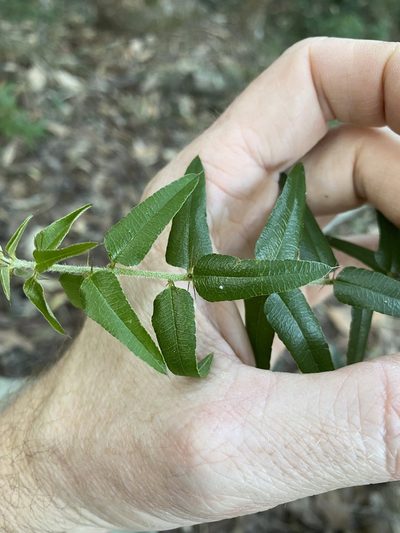 Podolobium aciculiferum, photographed by Greg Tasney