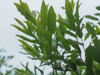 Quercus acutissima, photographed by mefisher