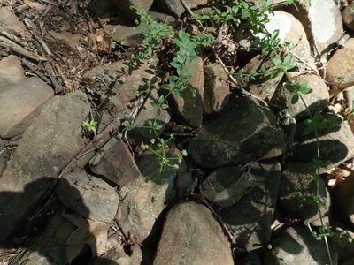 Galium pilosum, photographed by Lynn Harper
