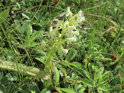 Platanthera lacera, photographed by Renee MacQuarrie