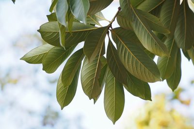 Lithocarpus edulis, photographed by harum.koh