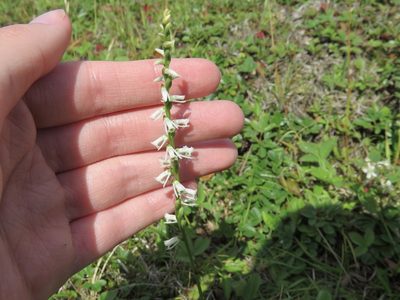 Spiranthes lacera, photographed by Renee MacQuarrie