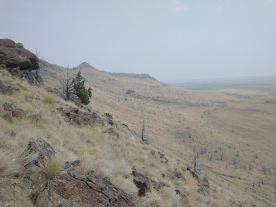 Juniperus occidentalis, photographed by Drew Meyer