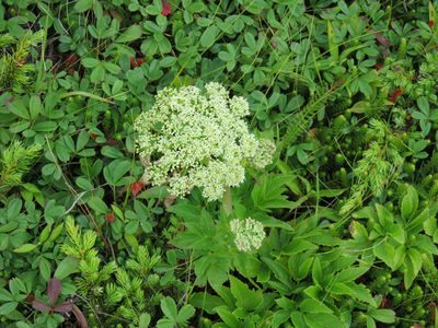 Angelica lucida, photographed by Renee MacQuarrie