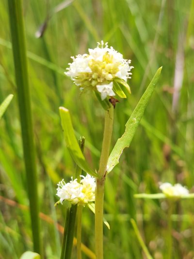 Spermacoce neoterminalis, photographed by Jay Horn