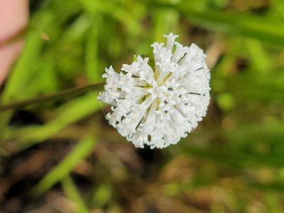 Melanthera angustifolia, photographed by Jay Horn