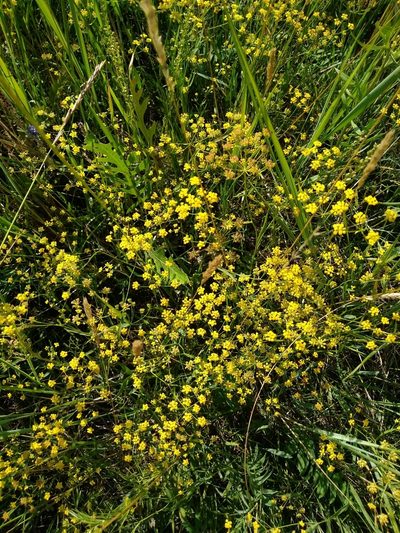 Bupleurum scorzonerifolium, photographed by Egor Dyukarev