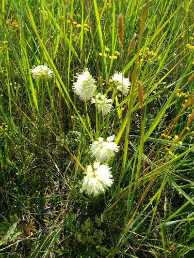 Allium stellerianum, photographed by Egor Dyukarev