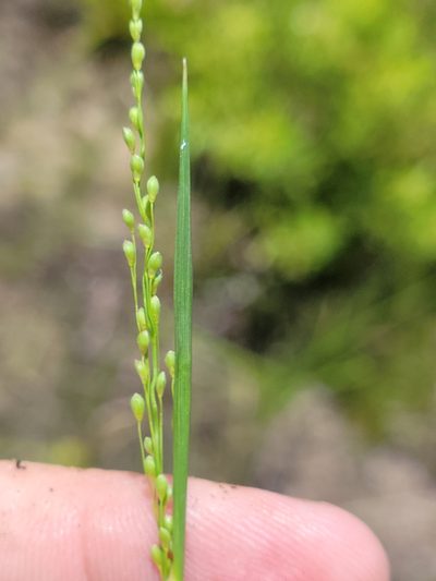 Dichanthelium neuranthum, photographed by Jay Horn