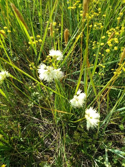 Allium stellerianum, photographed by Egor Dyukarev