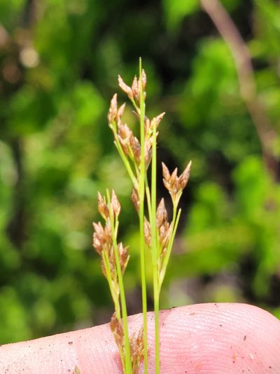 Rhynchospora divergens, photographed by Jay Horn