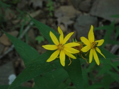 Helianthus divaricatus, photographed by Lynn Harper