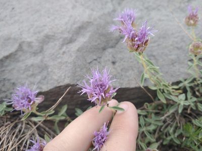 Monardella odoratissima, photographed by Drew Meyer