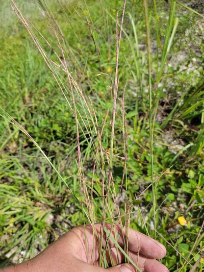 Schizachyrium sanguineum, photographed by Jay Horn