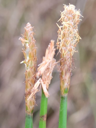 Eleocharis cellulosa, photographed by Jay Horn