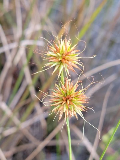Rhynchospora tracyi, photographed by Jay Horn